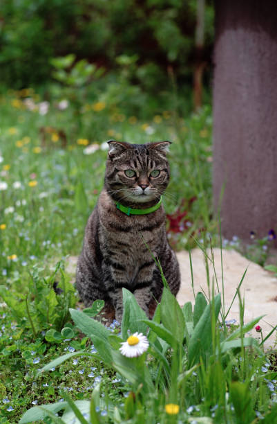 istock Cat posing against a green grass background 827135700