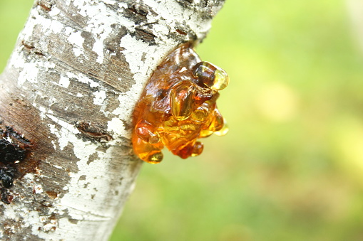 resin on the trunk of the cherry