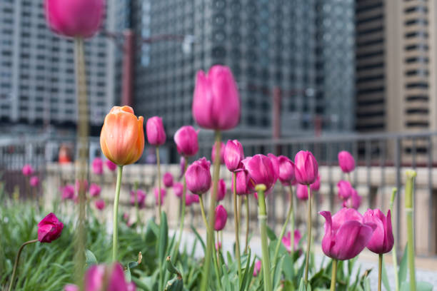 istock Tulips in the city 827138720