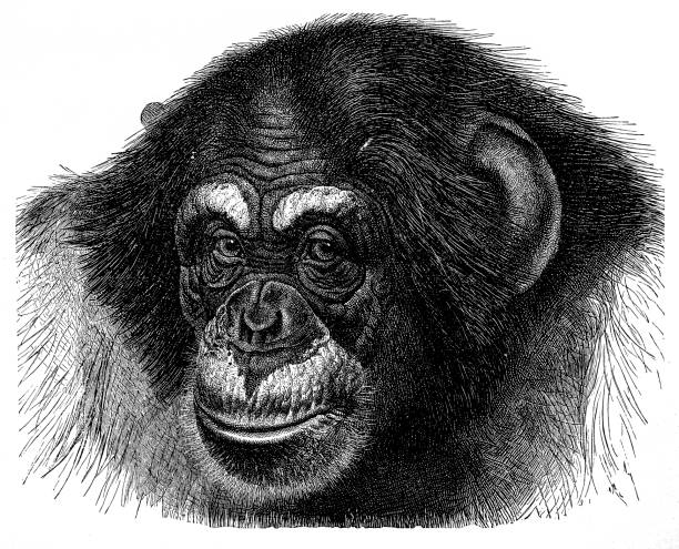 チンパンジー (チンパンジー) - チンパンジー点のイラスト素材／クリップアート素材／マンガ素材／アイコン素材