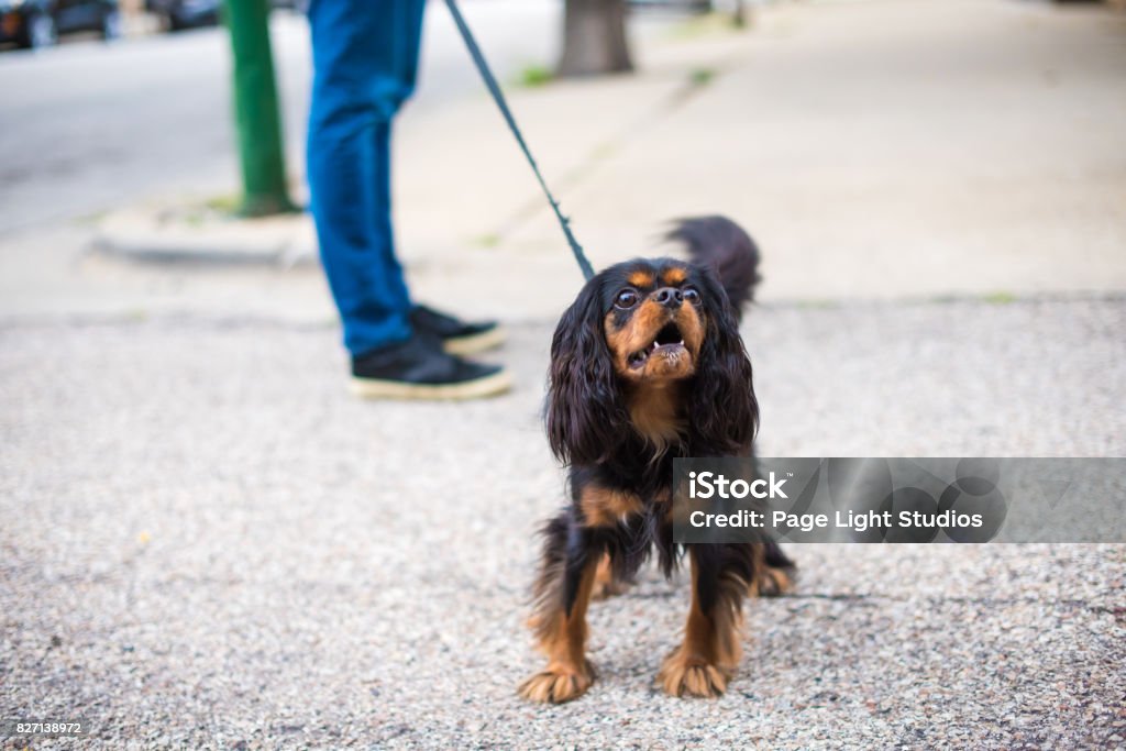 Cavalier King Charles Spaniel sortir pour une promenade, aboiements - Photo de Chien libre de droits