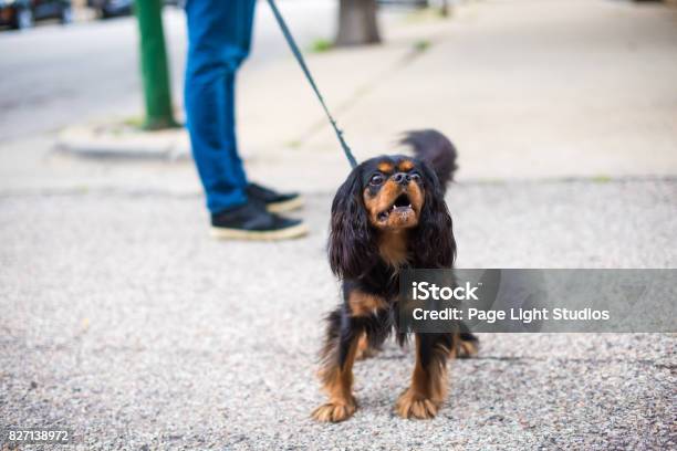 Photo libre de droit de Cavalier King Charles Spaniel Sortir Pour Une Promenade Aboiements banque d'images et plus d'images libres de droit de Chien