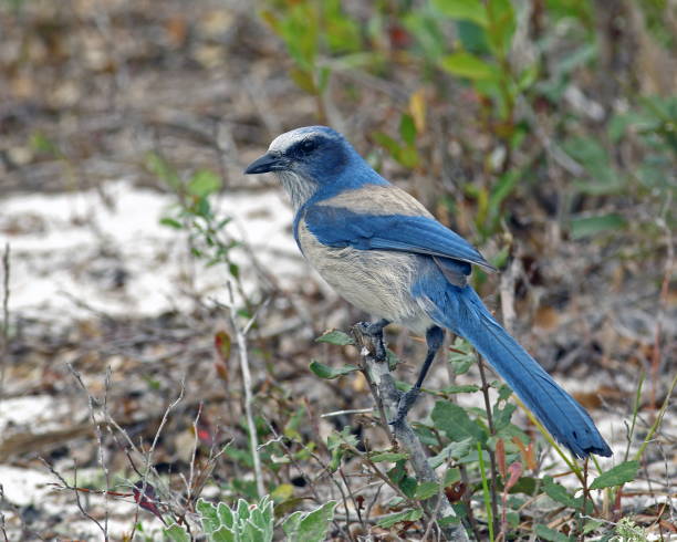 istock Florida Scrub-jay Male 827138978