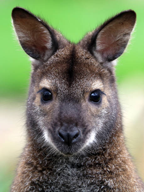 Red-necked wallaby stock photo