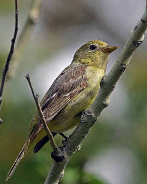 istock Western Tanager Female 827139450