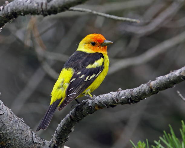 istock Western Tanager Male 827141552