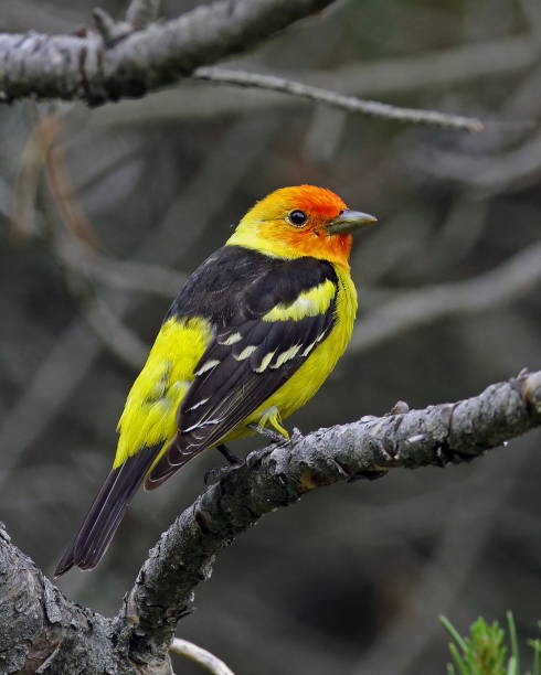 istock Western Tanager Male 827141580