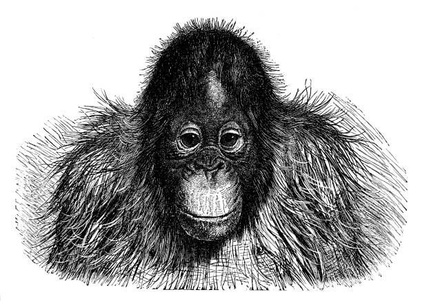 Indo Pithecus 10+ Orang Outang Stock Photos, Pictures & Royalty-Free Images - iStock