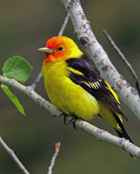 Western Tanager Male Taken in Harriman State Park, Island Park, Idaho. piranga ludoviciana stock pictures, royalty-free photos & images