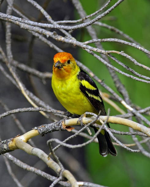 istock Western Tanager Male 827141794