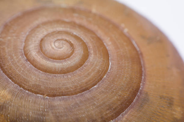 Snail and snail shell