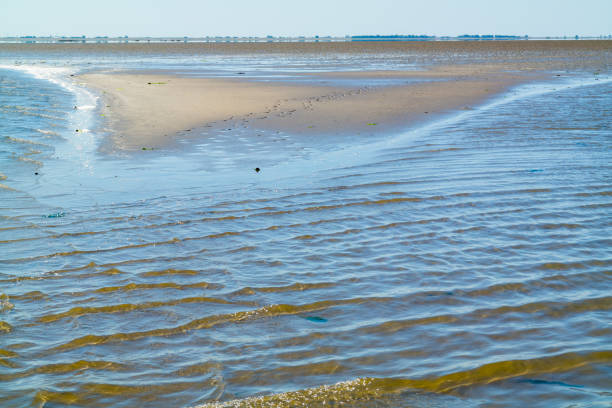 Panorama of mud and sand flats, mirage and rippling shallow water at low tide on Waddensea, Netherlands