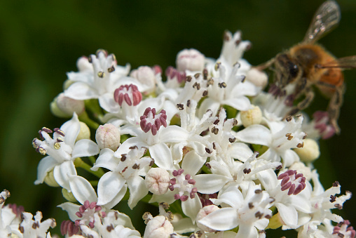 bee on a Sambucus ebulus flower close up