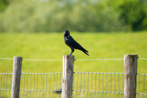 Portrait of adult western jackdaw, Corvus monedula, perching on wooden post of wire fence with bokeh background