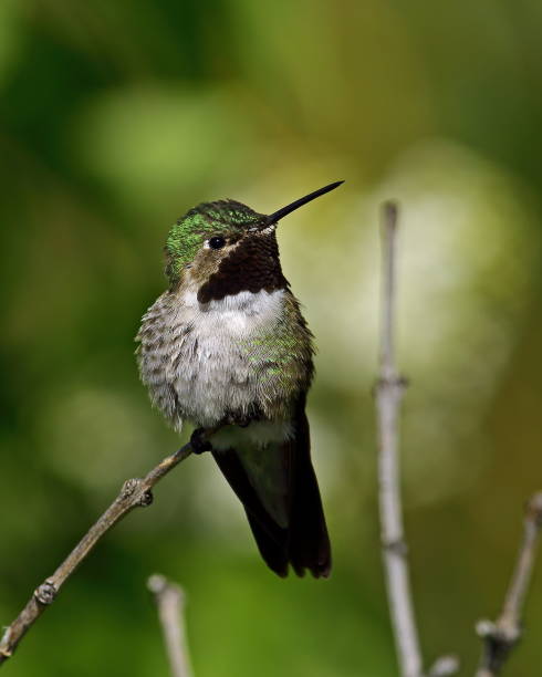 istock Broad-tailed Hummingbird Male 827147836
