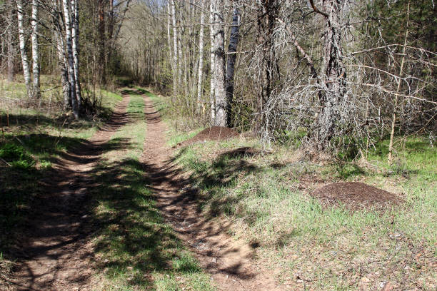 istock Road and anthills in the forest 827147956