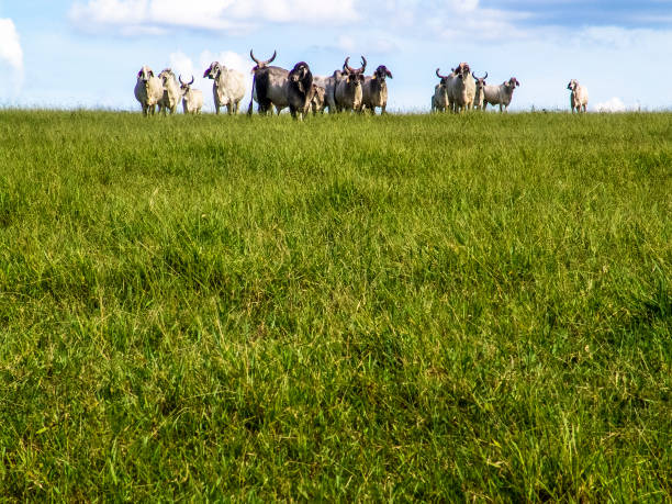 istock Guzera cattle in a green pasture - 827148070