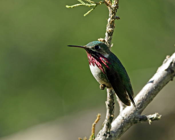 calliope kolibri männlich - sternelfe stock-fotos und bilder