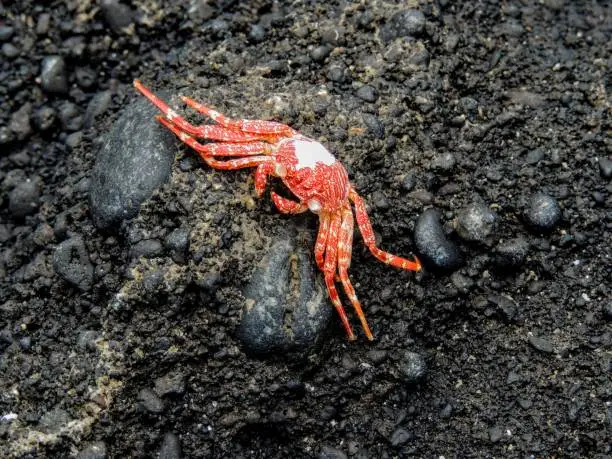 Photo of Hawaiian Crab Baked by Sun on Maui Island Volcanic Rocks
