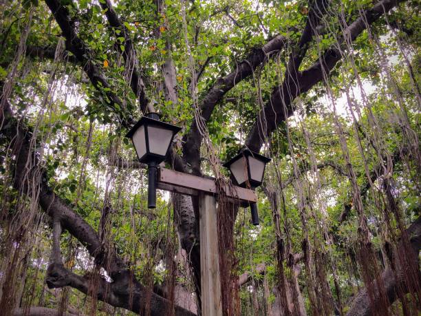 lamp post di fronte al grande albero banyan singolo che copre tutto il banyan tree park a lahaina sull'isola di maui nello stato delle hawaii usa - lahaina foto e immagini stock