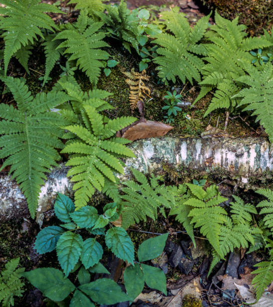 Green fern on forest floor