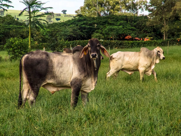 istock Guzera cattle in a green pasture - 827148642