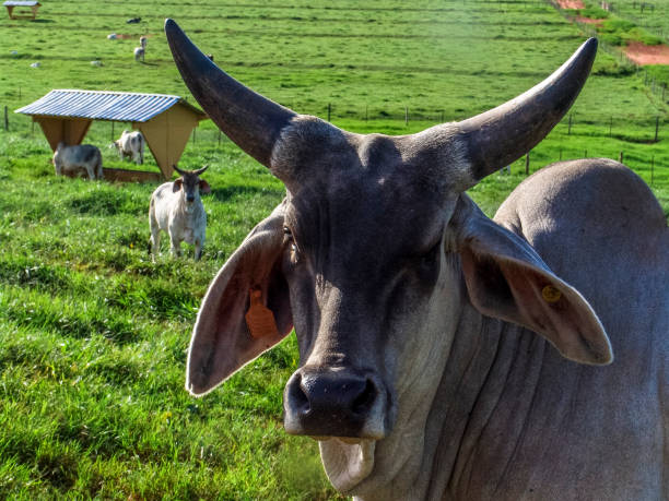 istock Guzera cattle in a green pasture - 827148816