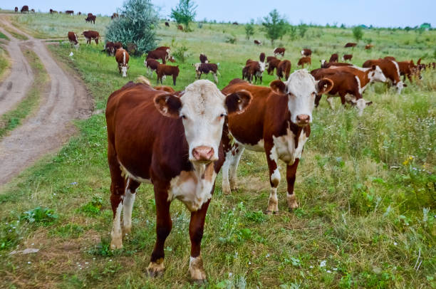 istock Herd of cows on the field 827150840