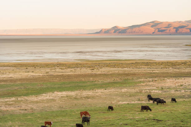 Oregon scenic outback Cattle on the pasture by the Summer Lake in Eastern Oregon east stock pictures, royalty-free photos & images