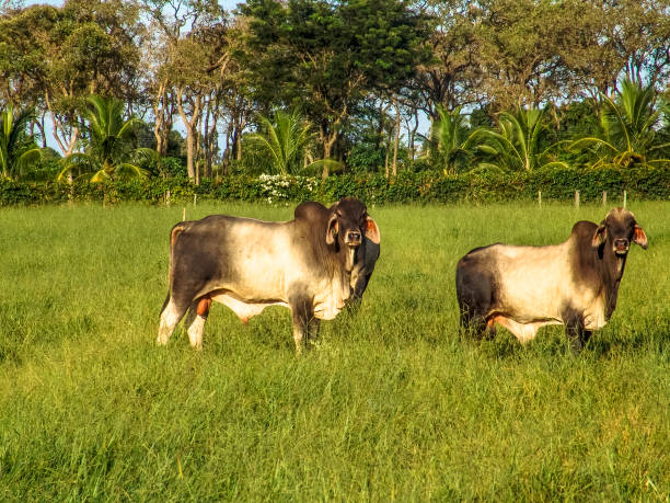 istock Guzera cattle in a green pasture - 827151124