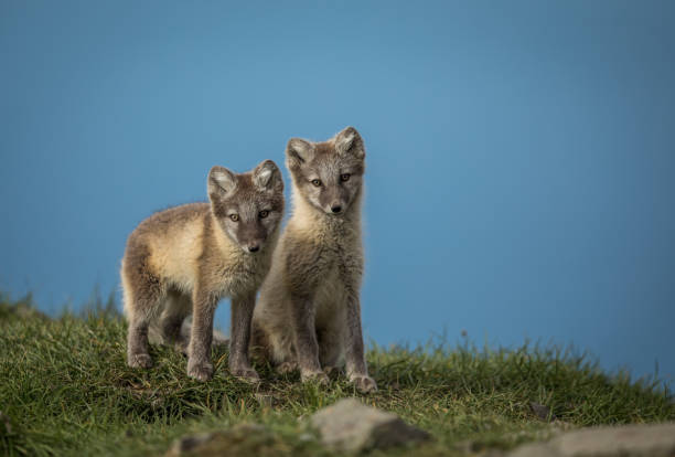 istock Arctic fox two cubs standing on grass with blue sky above, Svalbard 827155206