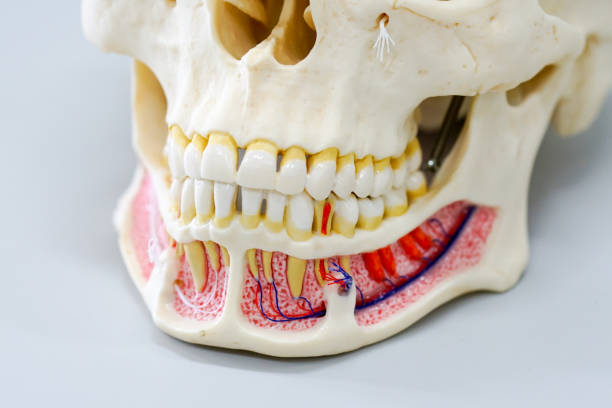 istock Closeup dental tooth model 827155216