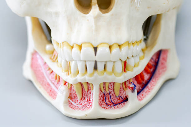 istock Closeup dental tooth model 827155230