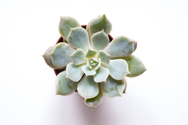 istock succulent plant, mini cactus on white background - 827158430
