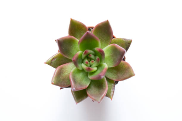 istock succulent plant, mini cactus on white background - 827158434