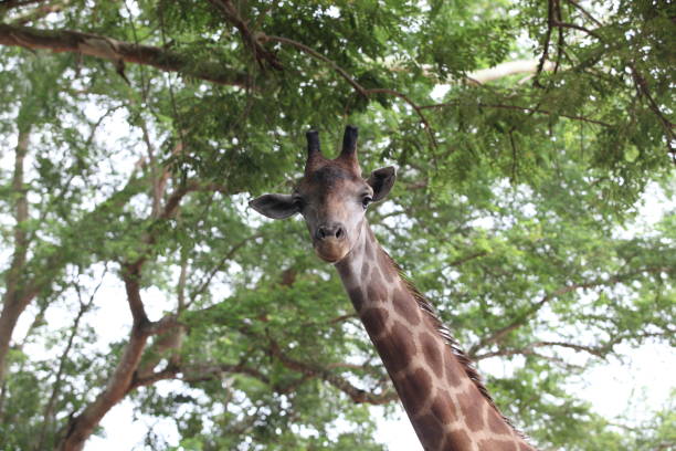 giraffa - length south high up climate foto e immagini stock