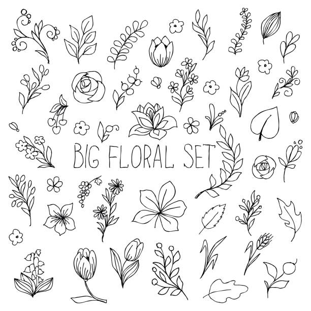 flowers, berries and leaves collection. Floral hand drawn vintage set. Sketch art illustration vector art illustration