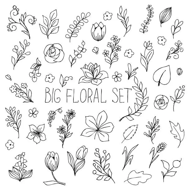 Vector illustration of flowers, berries and leaves collection. Floral hand drawn vintage set. Sketch art illustration