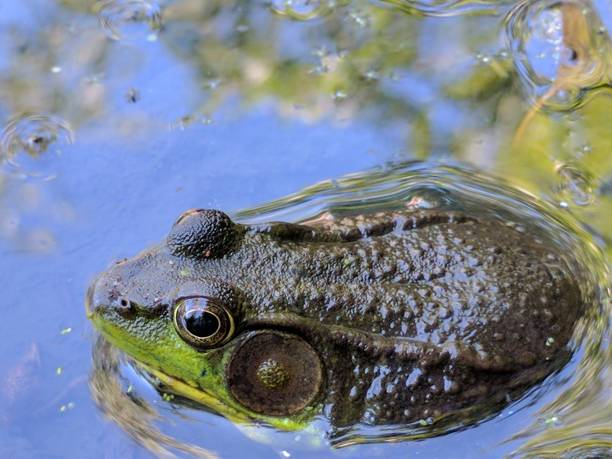 istock Nature's Beauty in Wisconsin 827164236