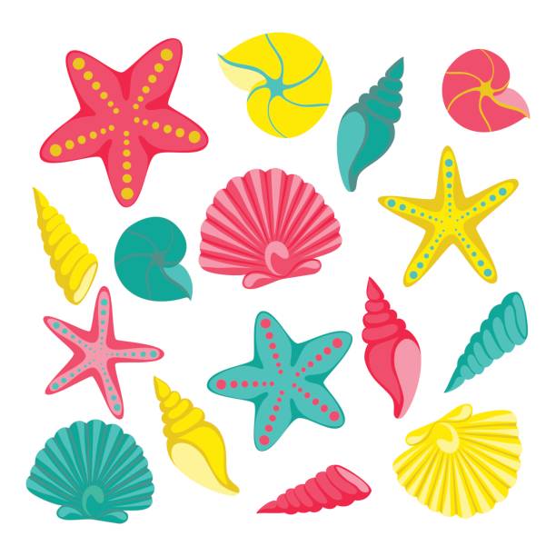 deniz kabuklarını ayarlayın. tatil tebrik kartı ve davetiye mevsimlik yaz tatillerini, yaz plaj partileri, turizm ve seyahat için tasarım - sarmal deniz kabuğu illüstrasyonlar stock illustrations