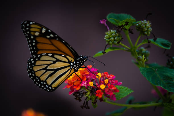 istock Butterfly with flowers 827167136