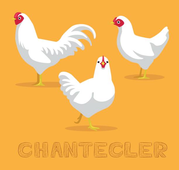 huhn-chantecler cartoon-vektor-illustration - chicken poultry cartoon cockerel stock-grafiken, -clipart, -cartoons und -symbole