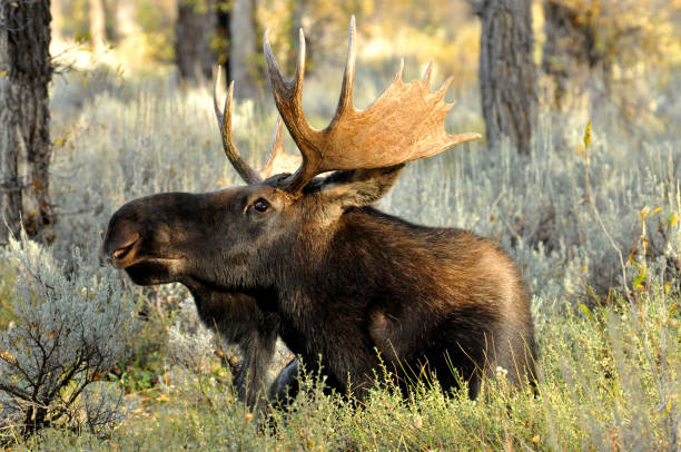 istock Bull Moose lays in tall weeds and sagebrush. 827171242