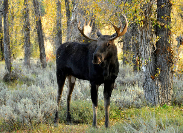 istock Bull Moose in fall colors in the Grand Tetons. 827173620