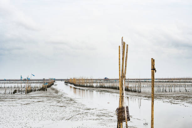 istock Seashore with low water level, shell farm with dried bamboo and clay 827173718
