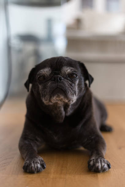 istock black pug mops named adelheid sleeping on floor at summer heat 827173840
