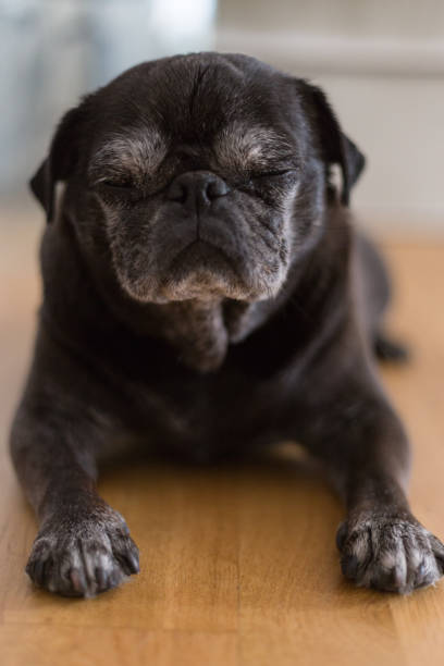 istock black pug mops named adelheid sleeping on floor at summer heat 827173972