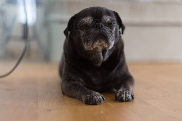 istock black pug mops named adelheid sleeping on floor at summer heat 827174080