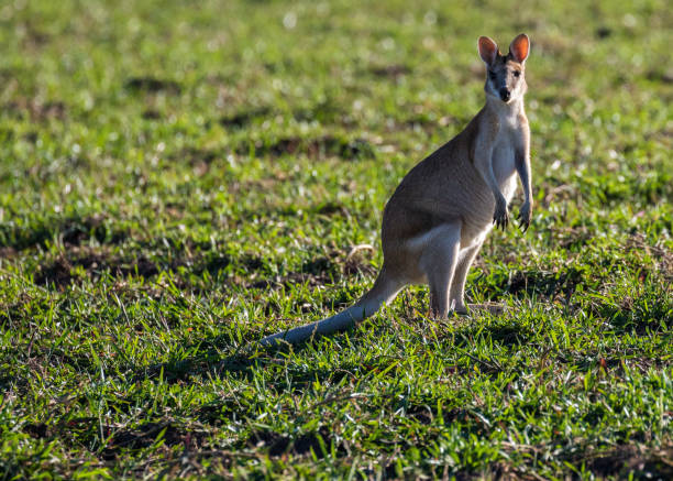 wallaby ágil en el extremo superior, nt, australia - agile wallaby fotografías e imágenes de stock