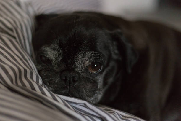 istock black pug mops named adelheid sleeping in bed at summer heat 827176346